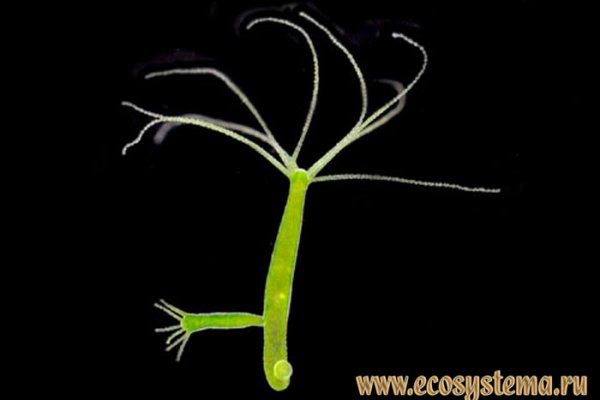 Кракен маркет даркент только через тор