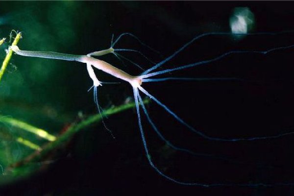 Сайт кракена в торе