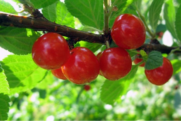 Kra38.at Вход на сайт главная страница