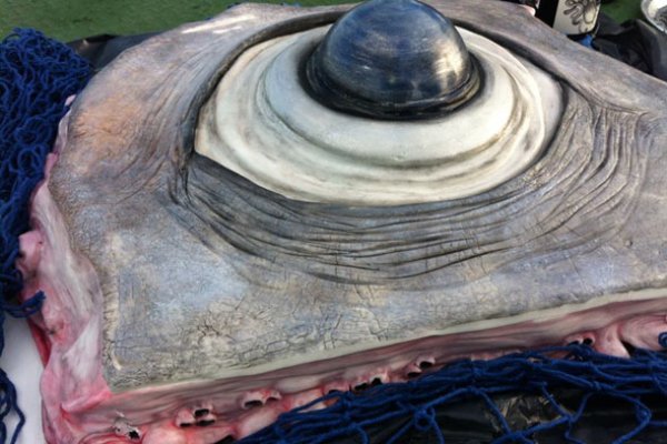 Вход в кракен чтобы купить меф