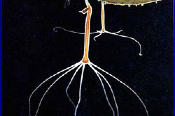 Кракен оф ссылка