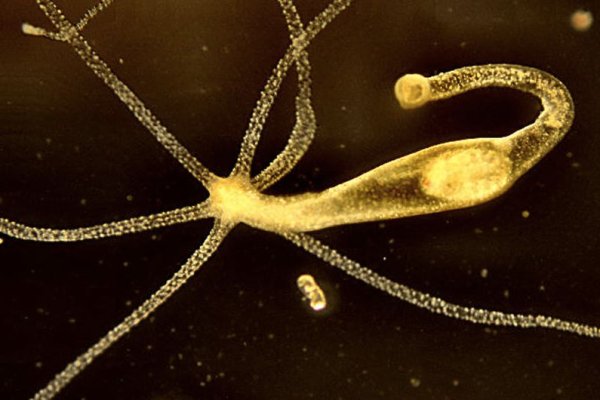 Кракен даркнет площадка