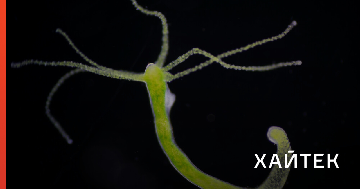 Кракен стор