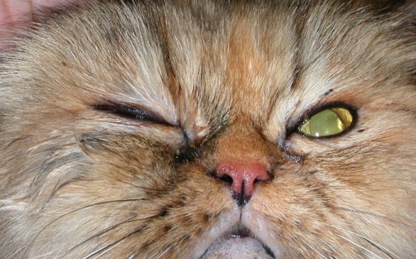 Мега кракен