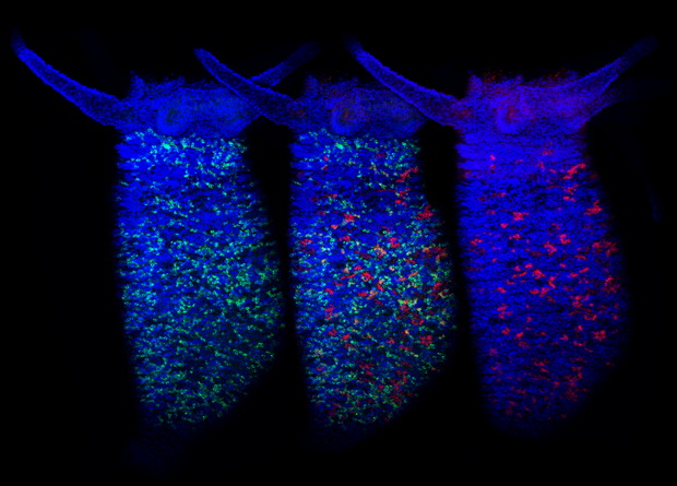 Даркнет заказ
